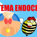 10 Webs educativas para aprender el sistema endocrino en Educación Secundaria